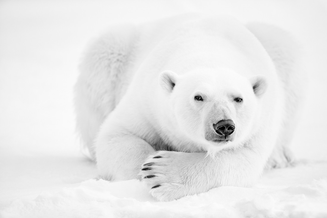 Photographie d'ours blanc vue de face, photographié par Kaziras